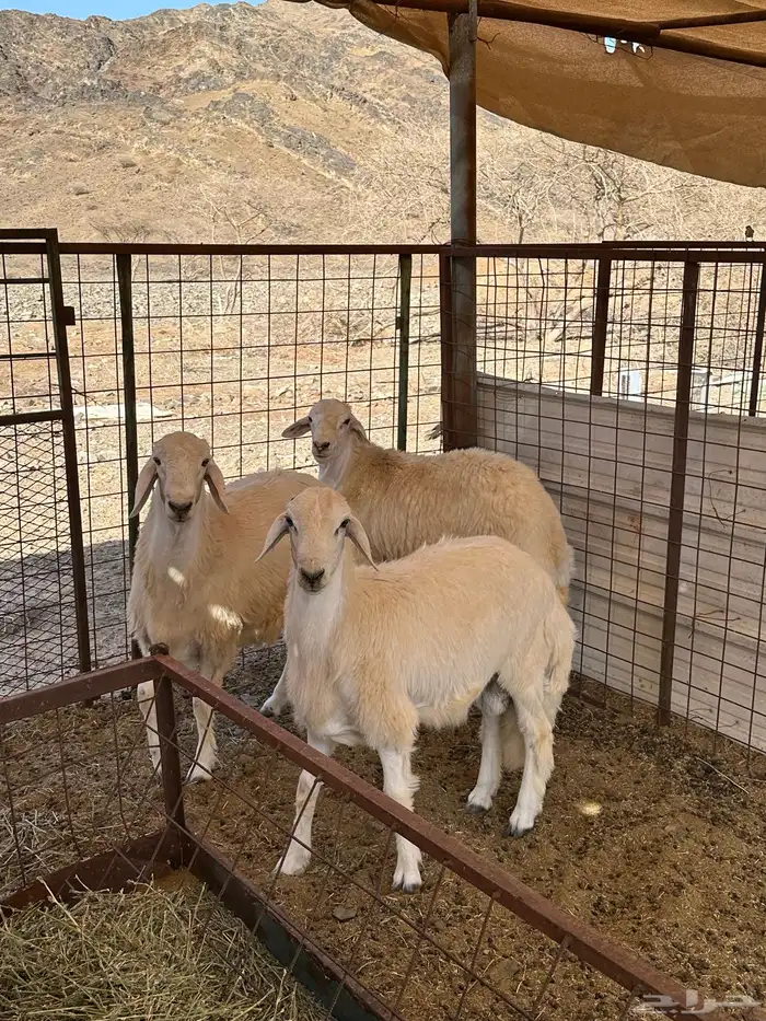 طليان ضحايا من إنتاج المراح 1