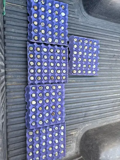 بيض سمان 0