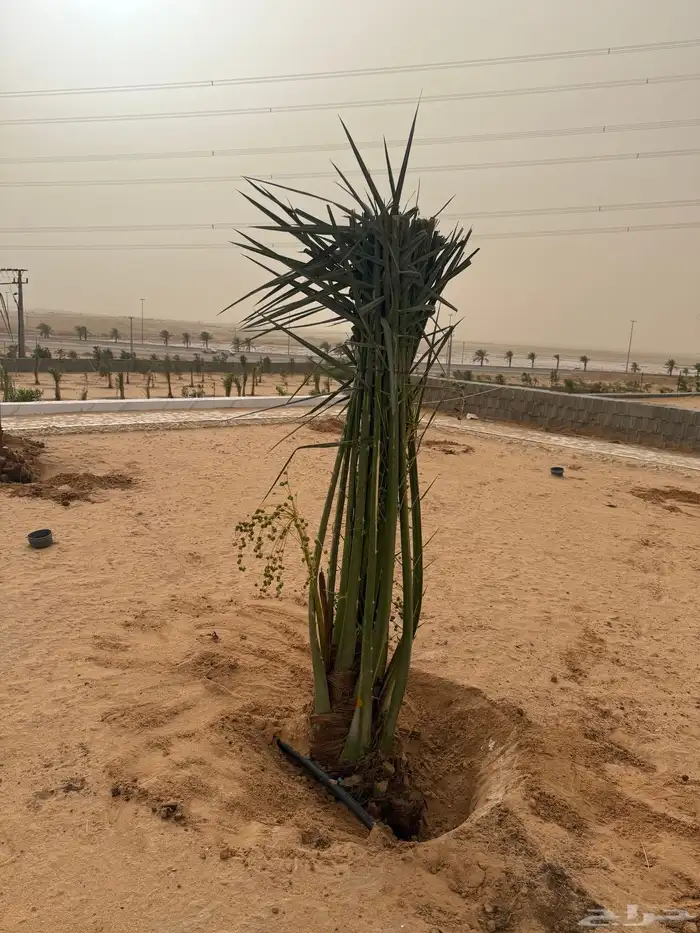 نخل مثمر للبيع مع الغرس بالموقع 3