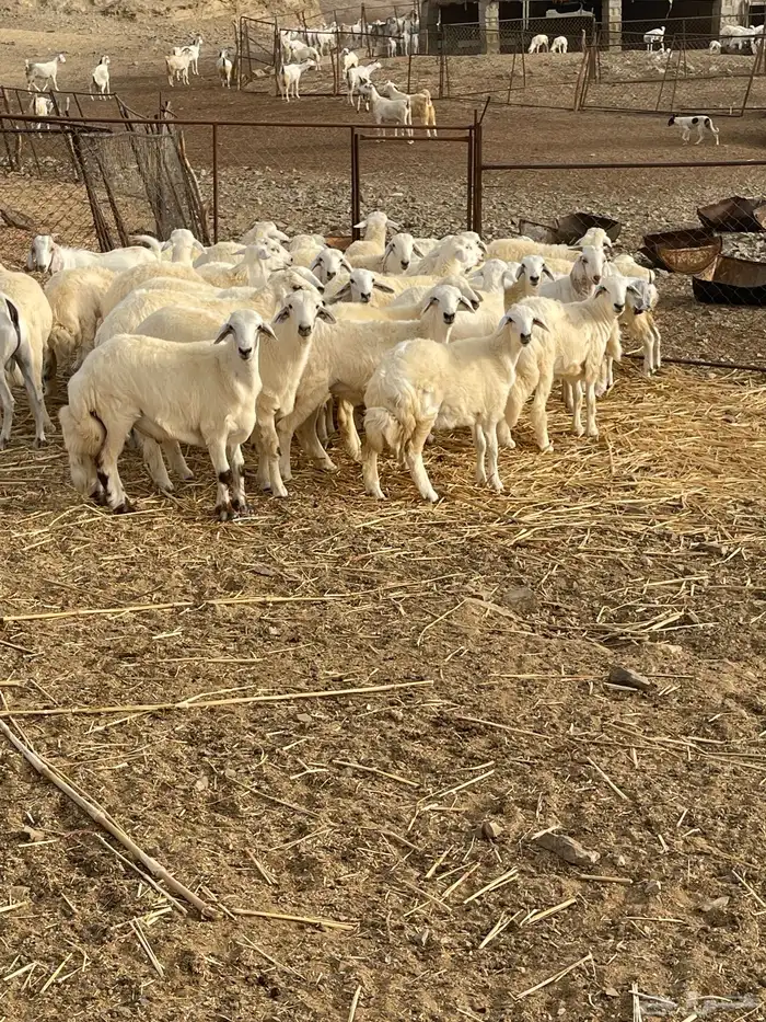 طليان الإعمار من فوق سته اشهور ياضحون 1
