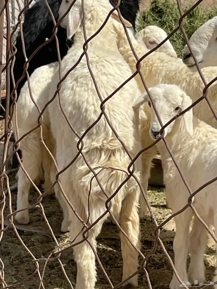 عمره سبع شهور خروف 2 0
