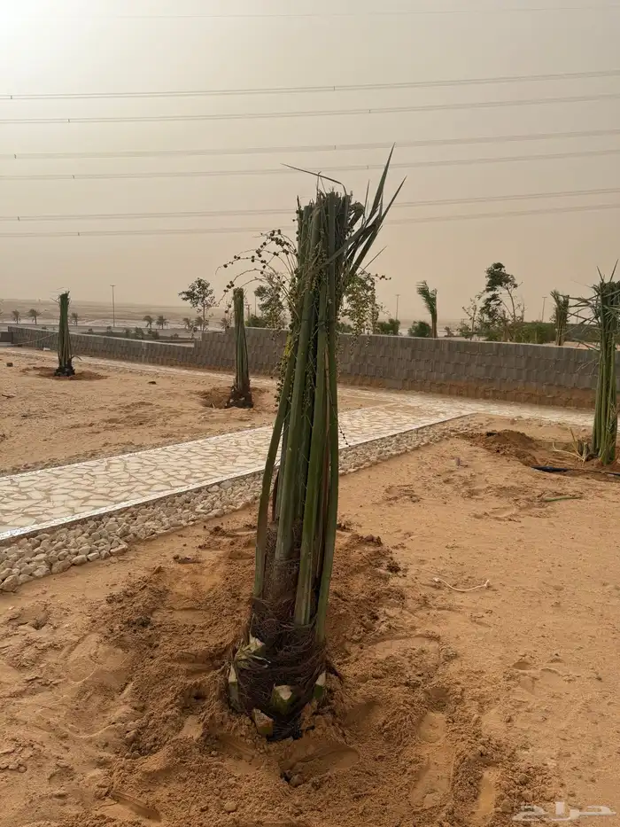 نخل مثمر للبيع مع الغرس بالموقع 2
