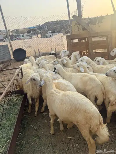 طليان ورخال يوجد توصيل والاسعار مميزه 2