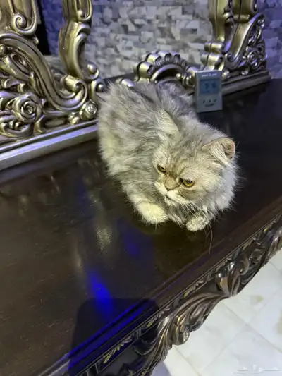 قط معقم للتبني أليف 0