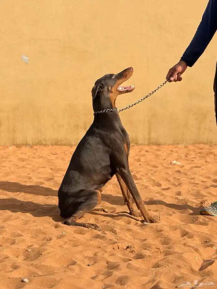 انثى دوبر مان 1