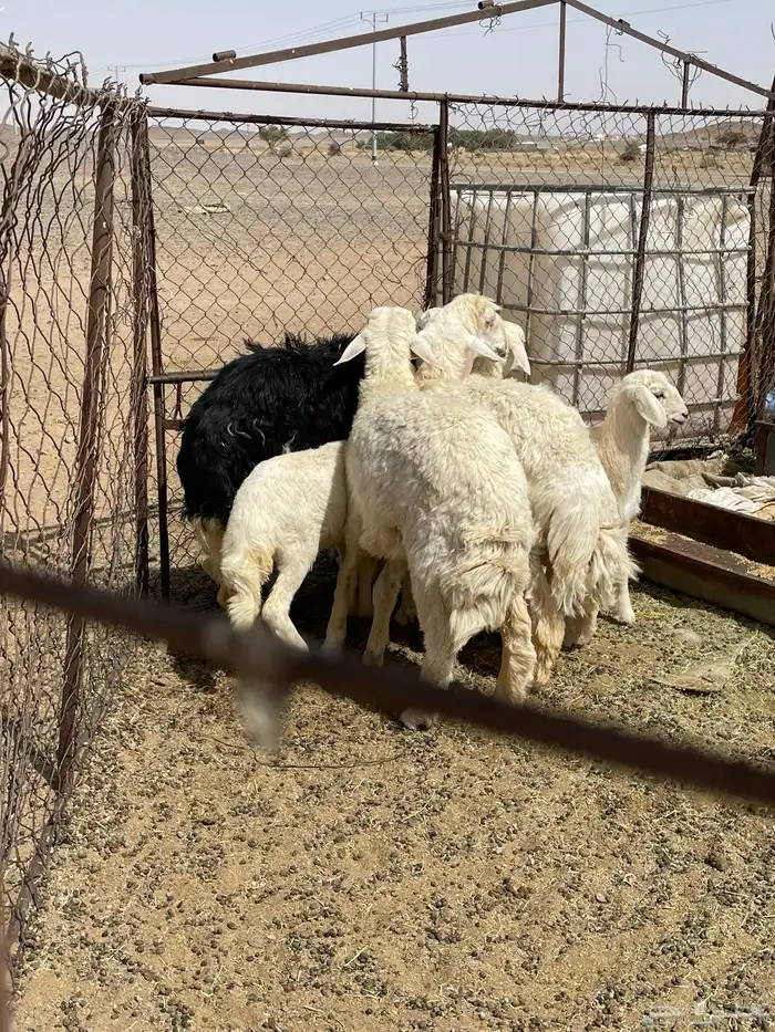 عمره سبع شهور خروف 2 3
