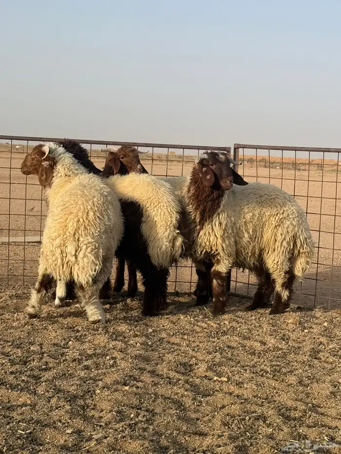 للبيع اضاحي فاااخر نعيم وحري شحم ونظافه 2