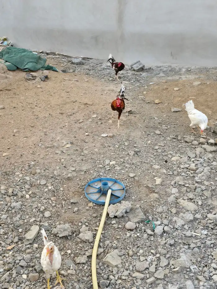 دجاج للبيع 5