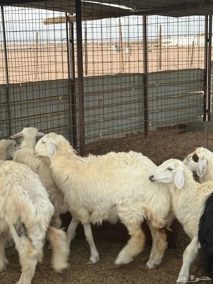 رخال حريه 5