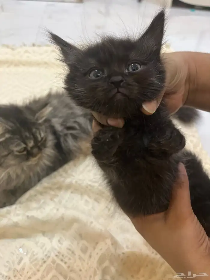 قطط للتبني 2