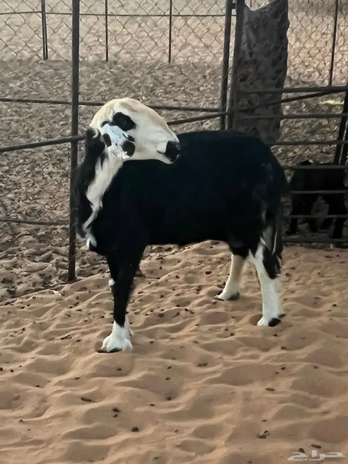 نجديه طيبه شكل وجبار وعضمه طيبه دافع ودها تلد 0