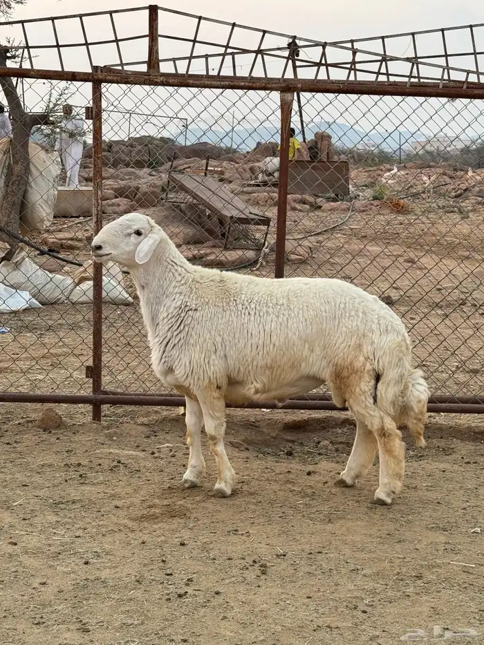 مشروع فحل فاخر 1