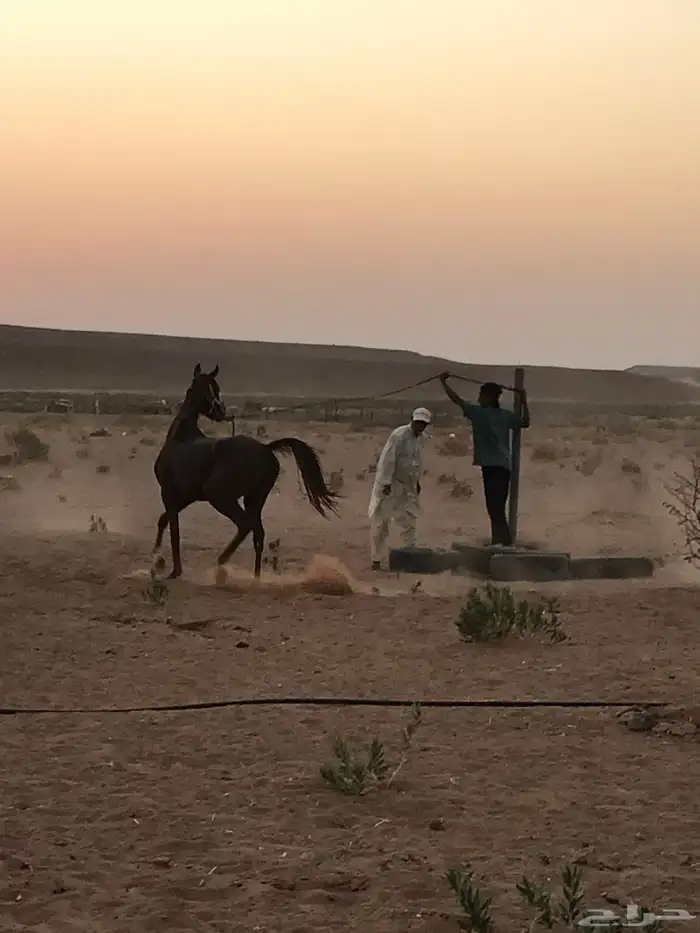 عسف خيل وأيوا 3