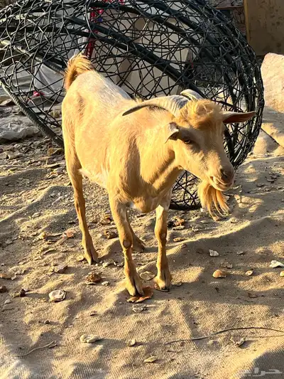معزة قزم  بيع index