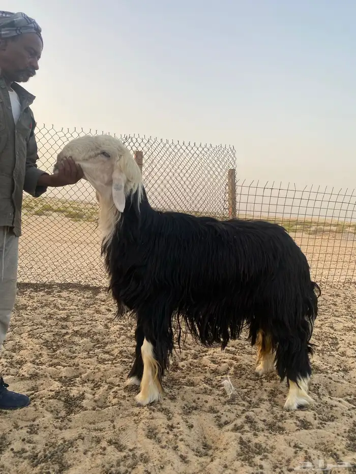 فحل نجدي 1