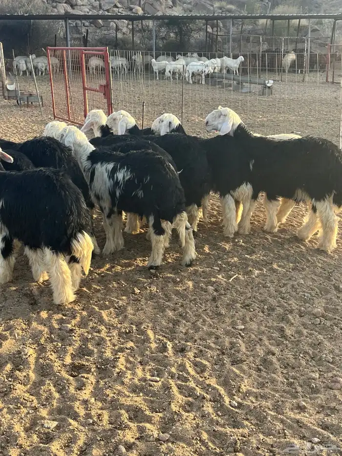 للبيع طليان نجد 2