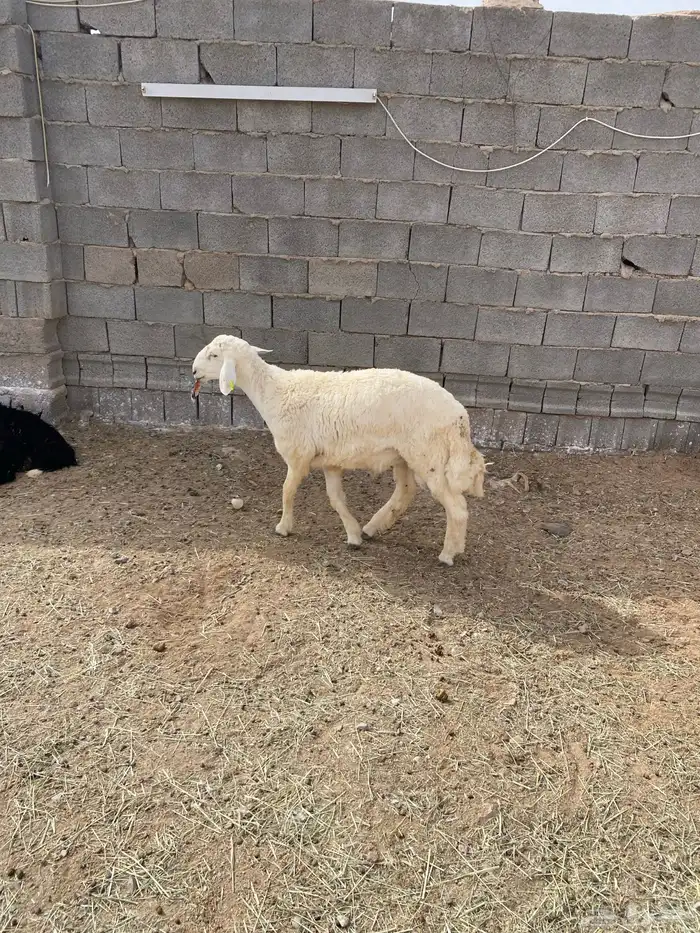 البيع ذبايح حريات 4