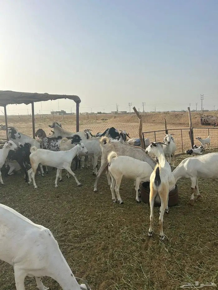 معزاء بيشيه 4