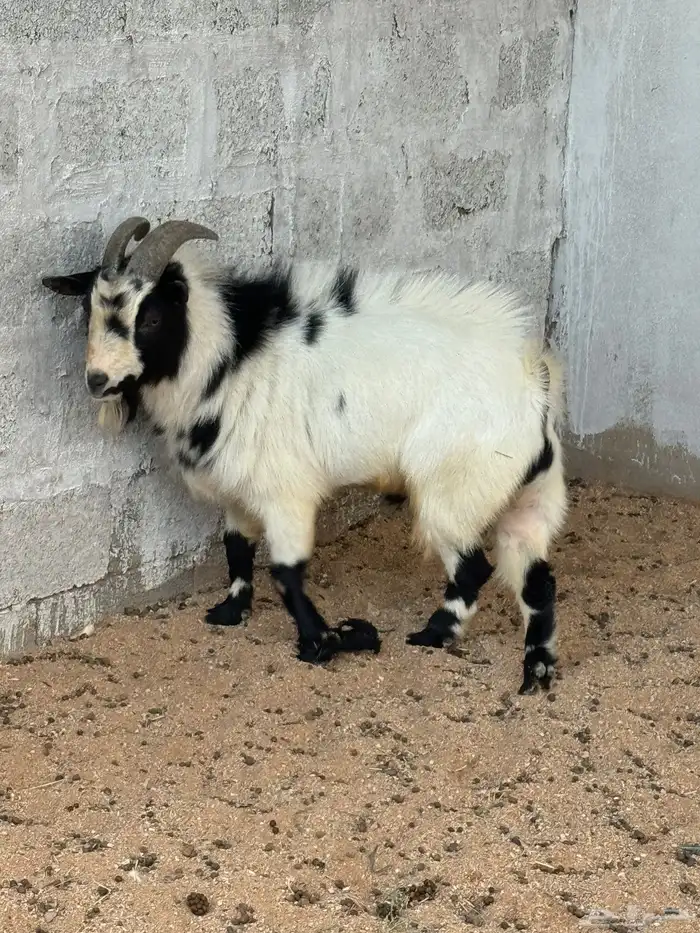 عنز قزميه والد   تيس فحل 5