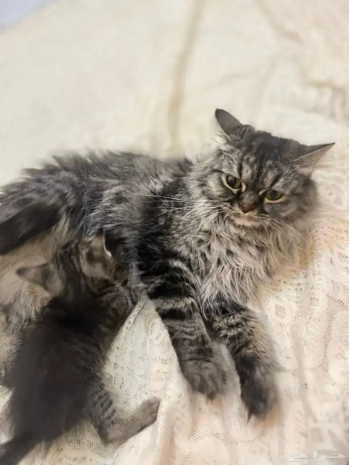 قطط للتبني 0