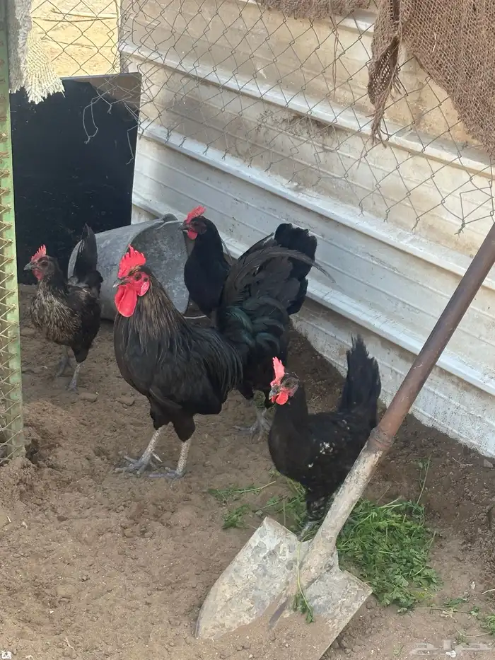دجاج بلدي اسواد بياض تم البيع تم البيع 0