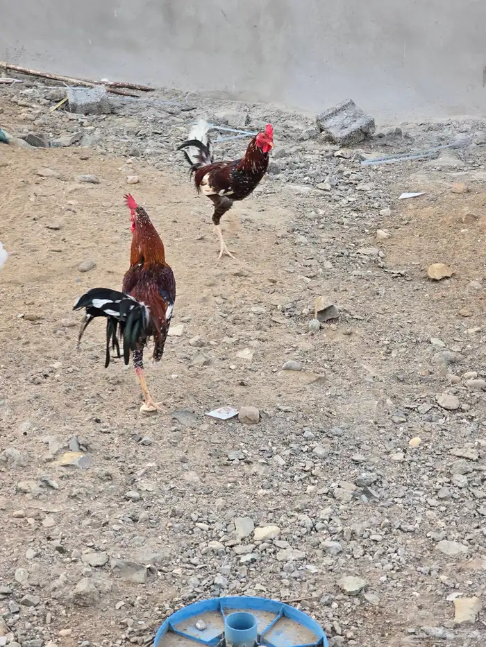 دجاج للبيع 7