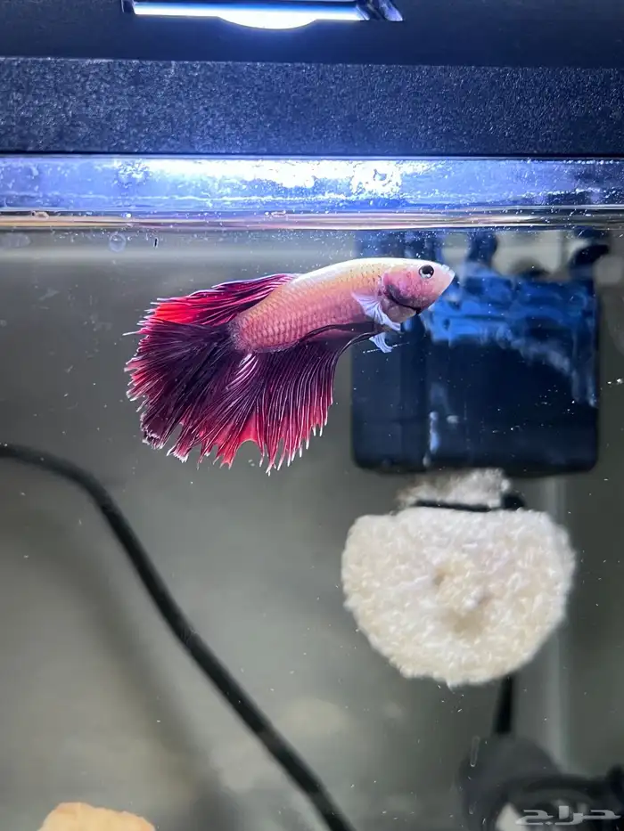 Male and female betta fish 3