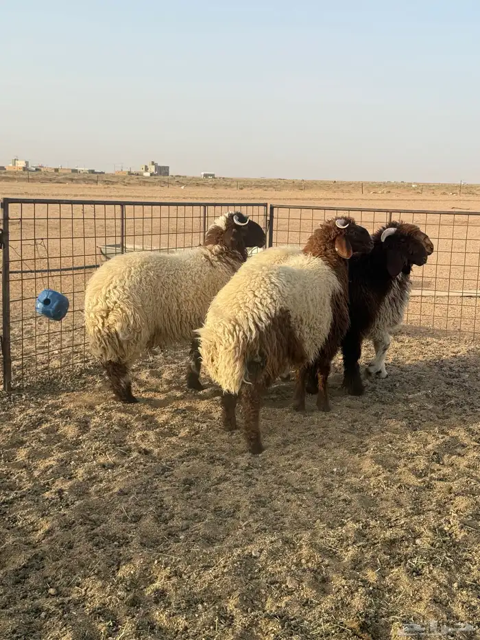للبيع اضاحي فاااخر نعيم وحري شحم ونظافه 3