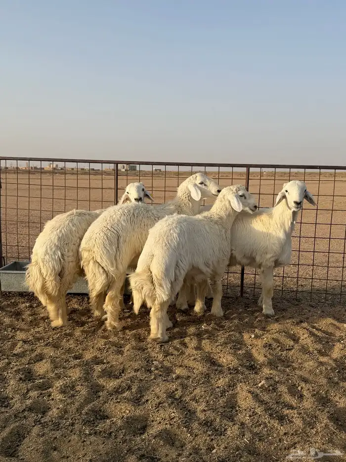 للبيع اضاحي فاااخر نعيم وحري شحم ونظافه 4
