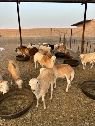 غنم رفيدي مربوط ضحايه 1