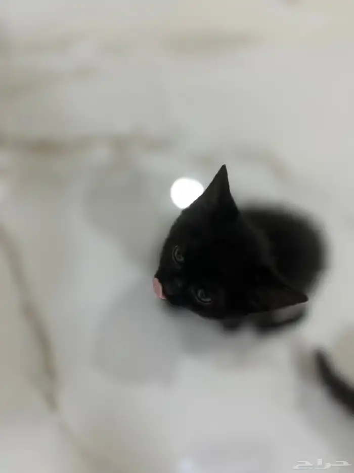 قطط للتبني 4