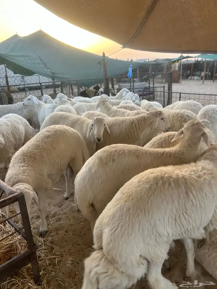 حريات جبر ناهي وحريات وسط ونعبم جبر ناهي ووسط 1