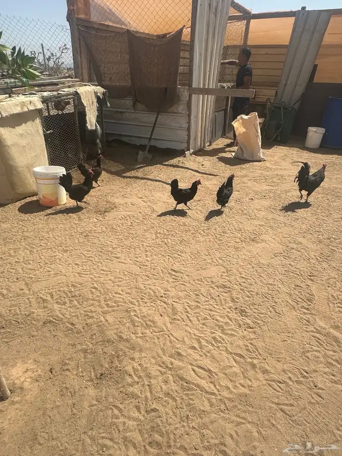 دجاج بلدي اسواد بياض تم البيع تم البيع 5