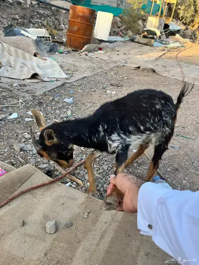 معزة قزم  بيع index