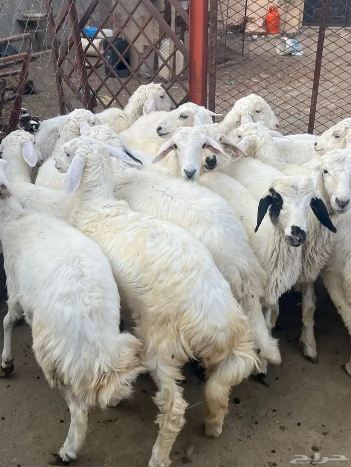 تيوس ورحال للبيع 2