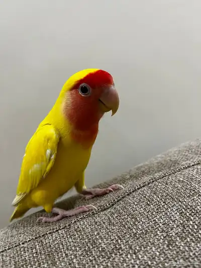 روز لاتينو أليف 0