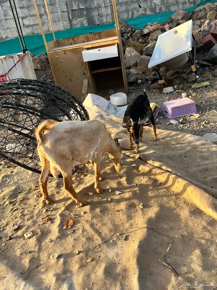 معزة قزم  بيع 5