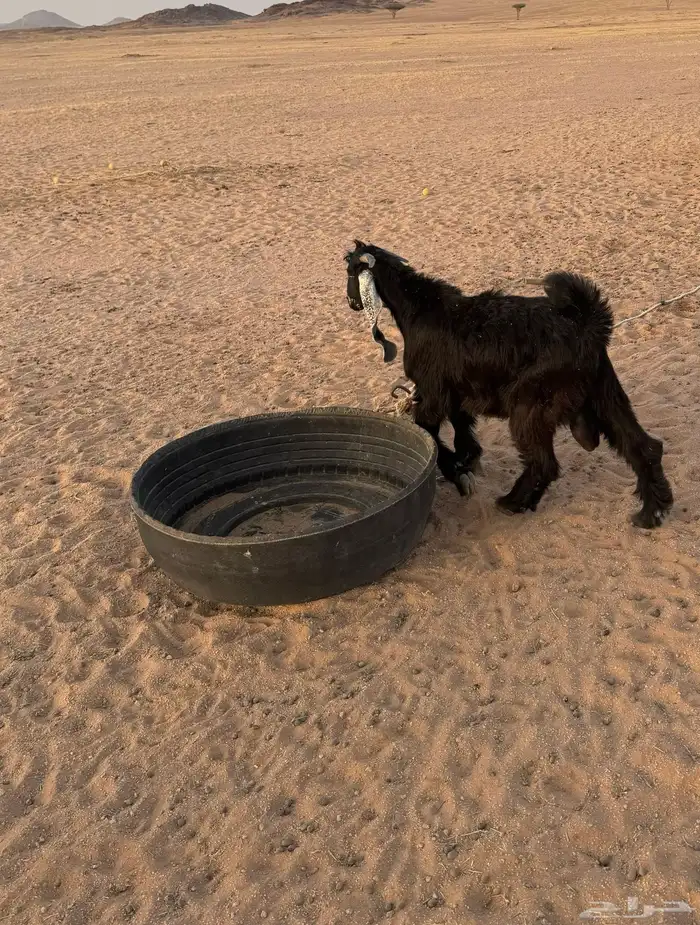 تيس عارضي مشروع فحل صنف عمره 6 شهور 0