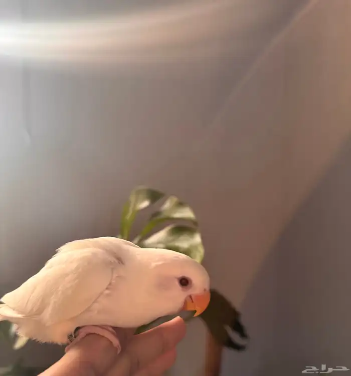 فرخ روز البينو صافي تم البيع 1