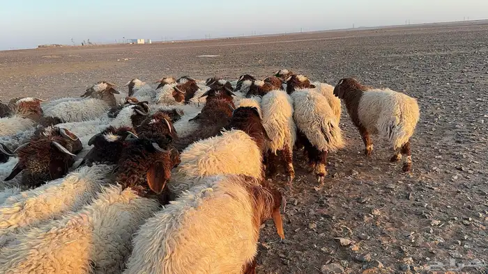 عدد 50 اضاحي نعيم بلدي 5