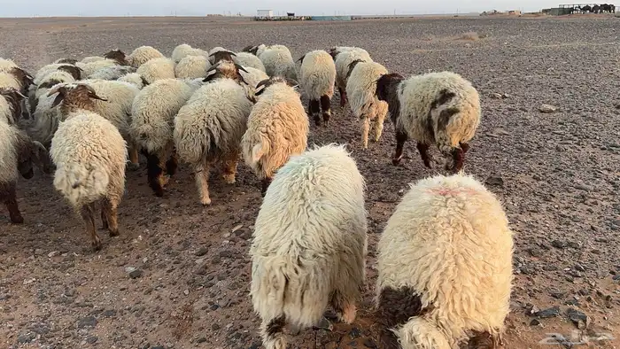 عدد 50 اضاحي نعيم بلدي 1
