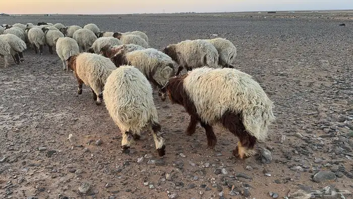 عدد 50 أضاحي نعيم بلدي 8