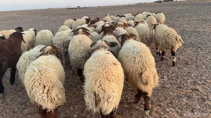 عدد 50 اضاحي نعيم بلدي 0