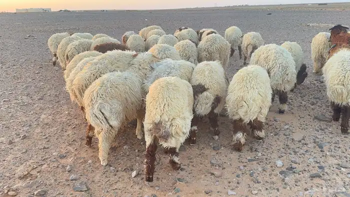 عدد 50 اضاحي نعيم بلدي 4