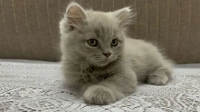 قطط سكوتش للبيع 5