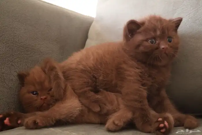 بريتش شور هير سينمون تشوكلت (تم البيع) 2