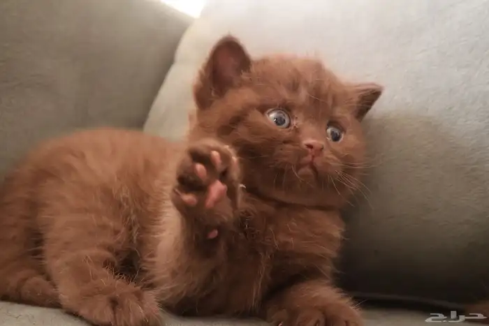 بريتش شور هير سينمون تشوكلت (تم البيع) 1