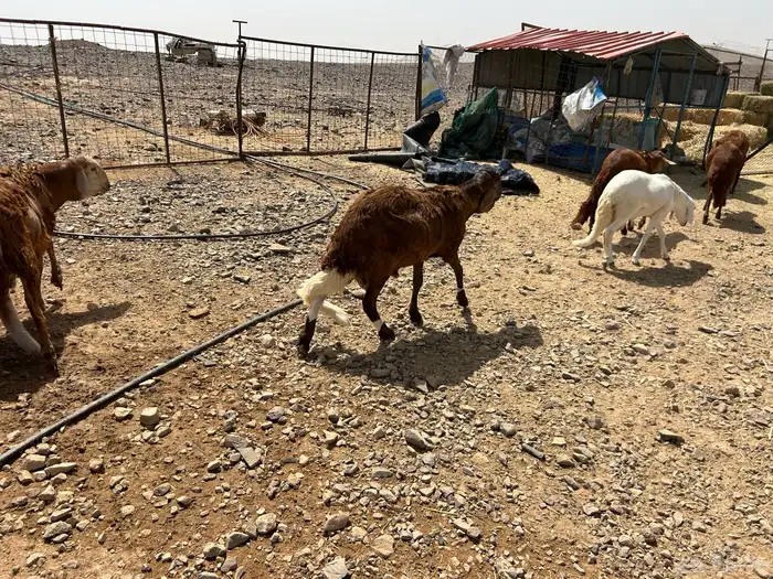 إحجز اضحيتك الان . يوجد خدمة ذبح وسلخ وتوصيل 9