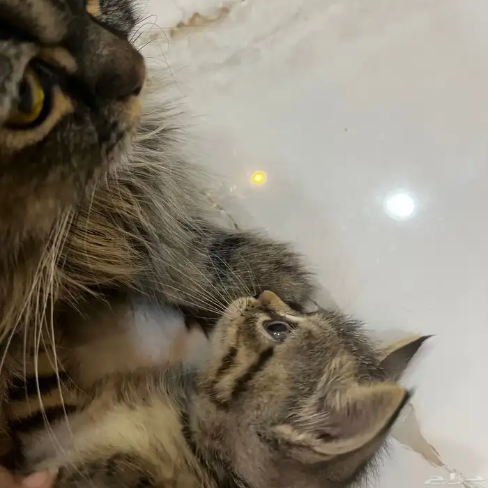 قطط للتبني 5