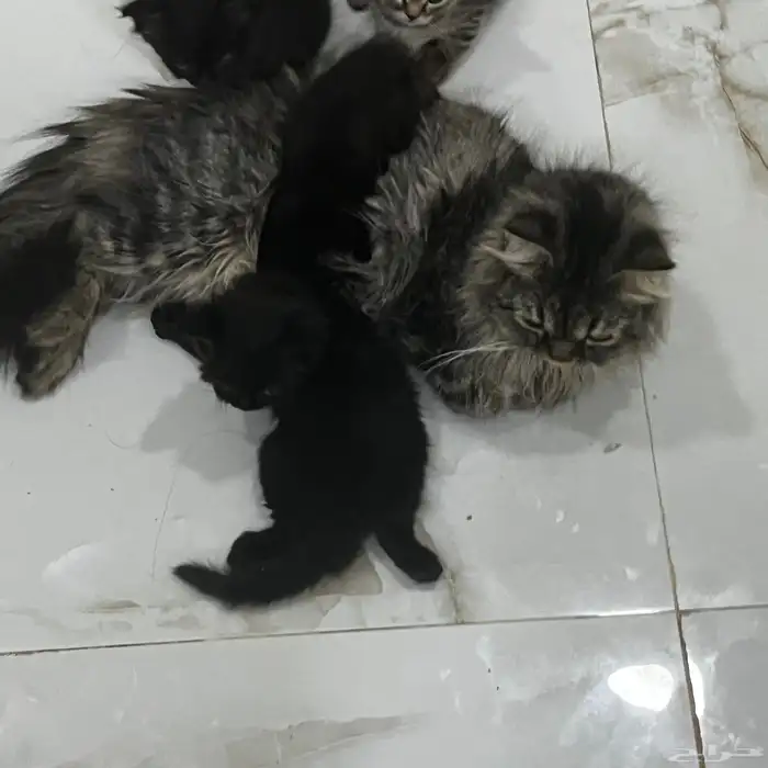 قطط للتبني 3